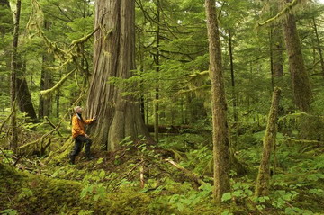 Il legno per costruire sostenibile